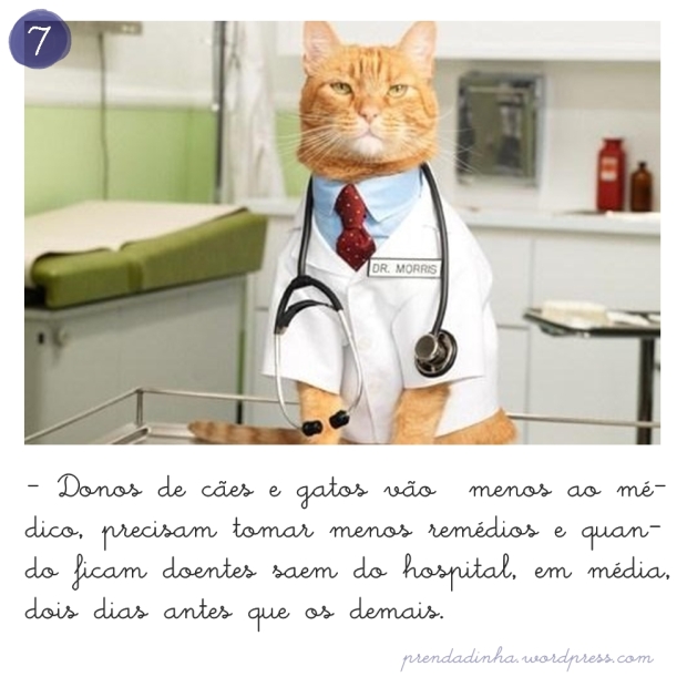 gato_doutor_medico_animal_saude